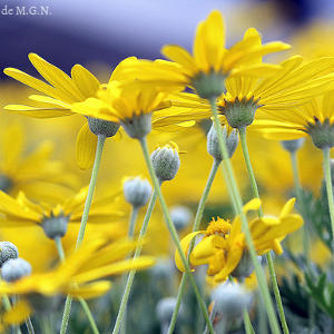 Fotografía de unas margaritas, representando el amarillo del año nuevo junto con el florecimiento que muchos buscan.