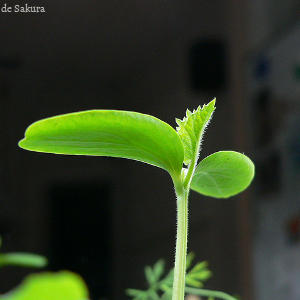Fotografía de una planta recién nacida.